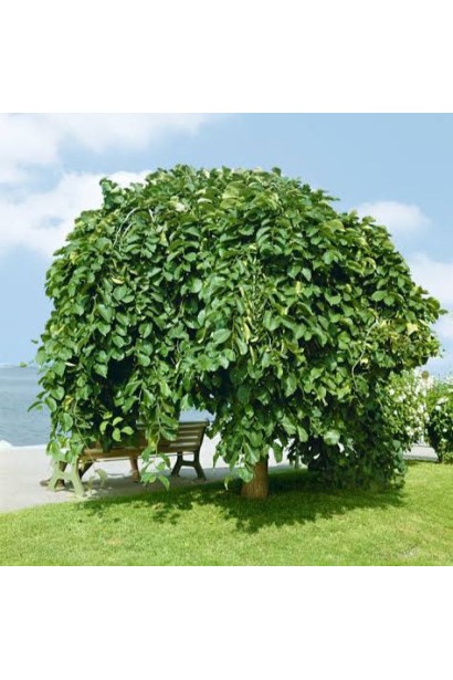 В’яз шорсткий Пендула